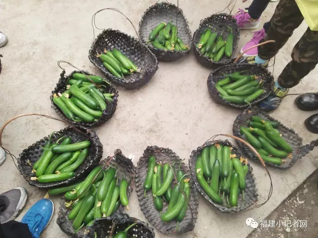 【圍觀】福建小記者走進(jìn)農(nóng)場體驗(yàn)農(nóng)耕樂趣