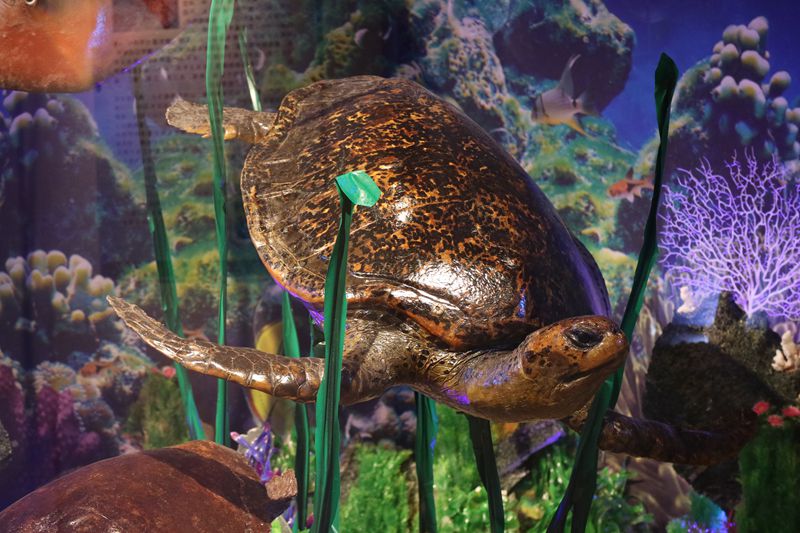 動植物標本分館