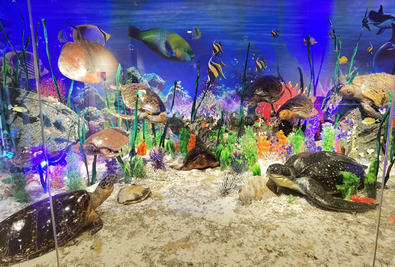動植物標本分館