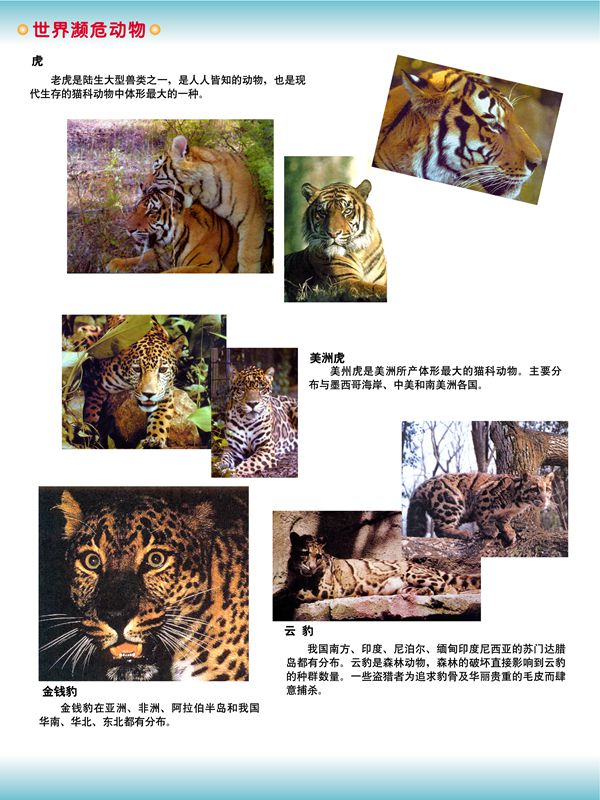 世界瀕危動(dòng)物