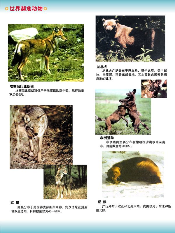 世界瀕危動(dòng)物