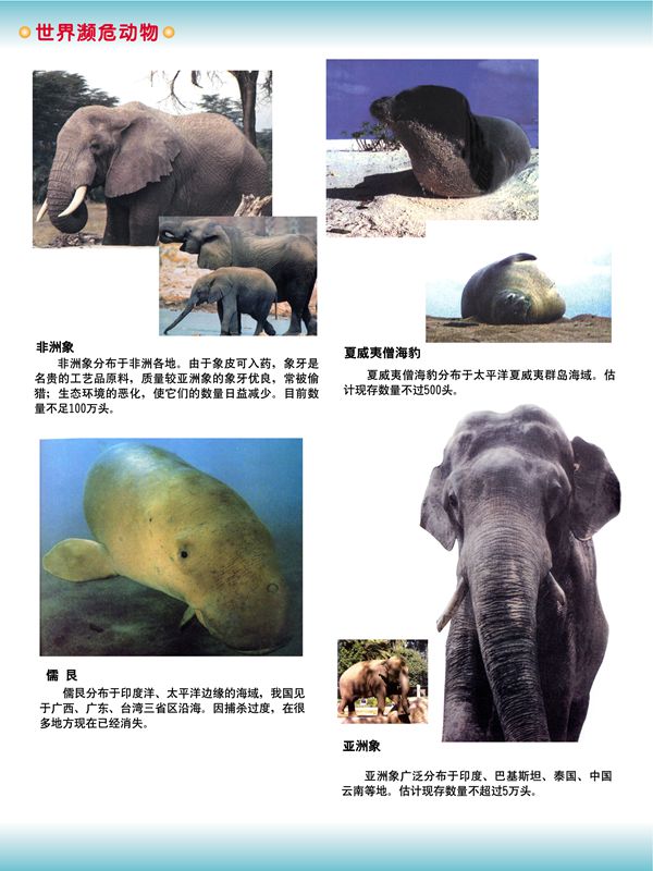世界瀕危動(dòng)物