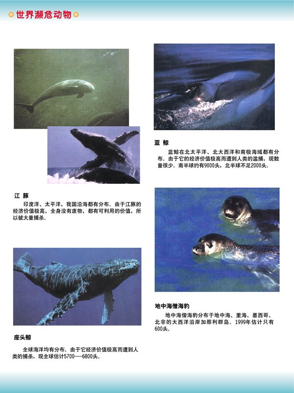 世界瀕危動(dòng)物
