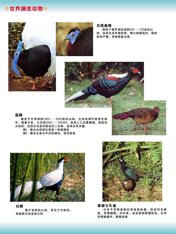 世界瀕危動物