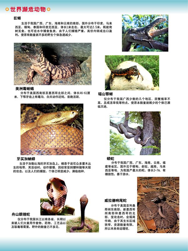 世界瀕危動物
