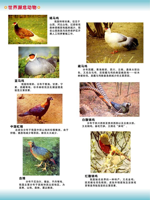世界瀕危動物