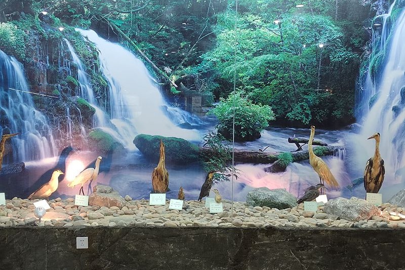 動植物標本分館