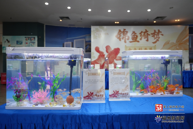 “錦魚·綺夢(mèng)”金魚科普展在福州科技館舉行
